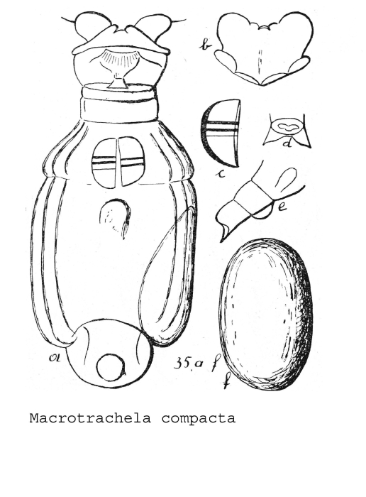Macrotrachela compacta - Original description image