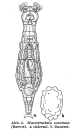 Macrotrachela concinna