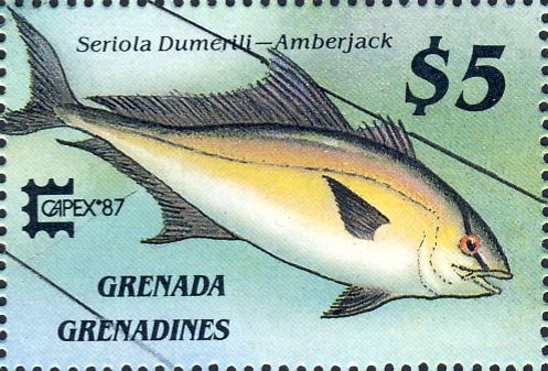 Seriola dumerili Seriola dumerili