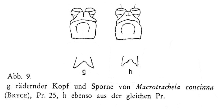 Macrotrachela concinna Macrotrachela concinna