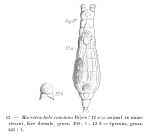 Macrotrachela concinna