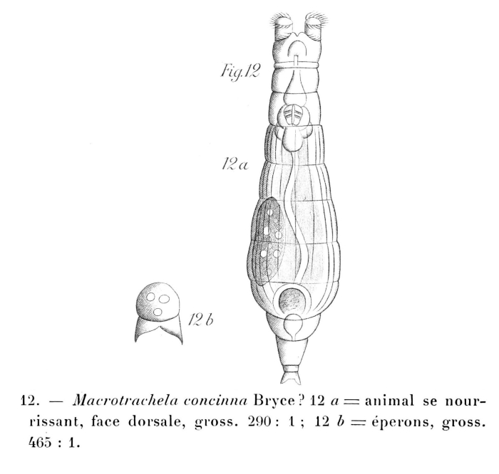 Macrotrachela concinna Macrotrachela concinna