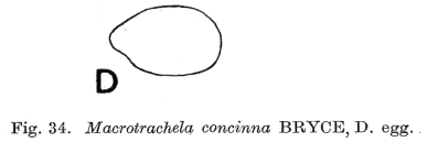 Macrotrachela concinna