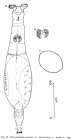 Macrotrachela concinna