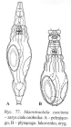Macrotrachela concinna