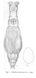 Macrotrachela concinna - Original description image