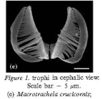 Macrotrachela crucicornis