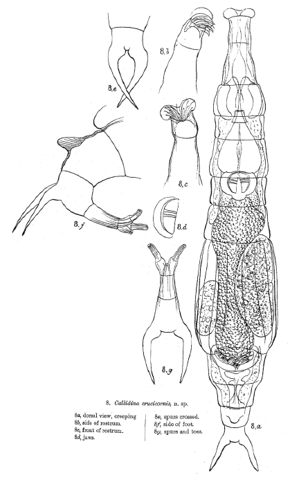 Macrotrachela crucicornis - Original description image