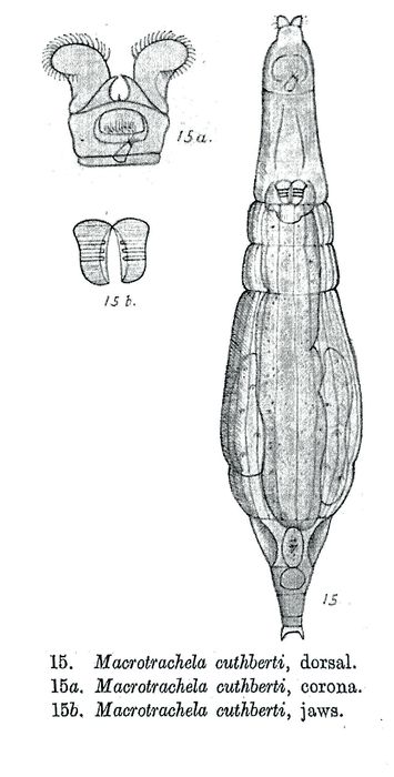 Macrotrachela cuthberti - Original description image