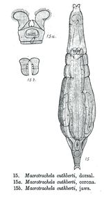 Macrotrachela cuthberti