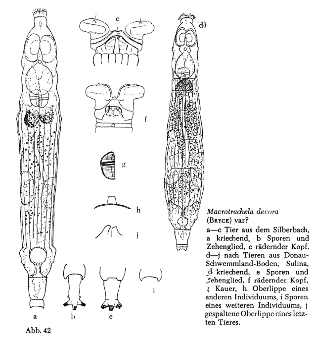 Macrotrachela decora Macrotrachela decora