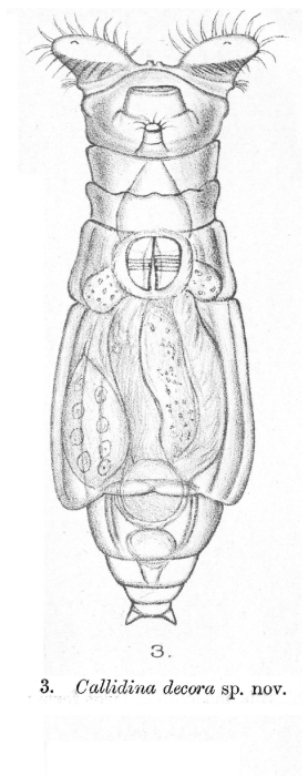 Macrotrachela decora Macrotrachela decora
