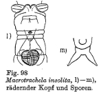 Macrotrachela donneri