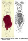 Macrotrachela donneri