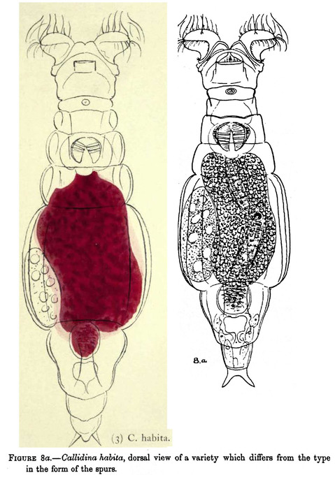 Macrotrachela donneri Macrotrachela donneri