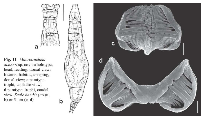 Macrotrachela donneri - Original description image