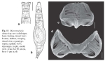 Macrotrachela donneri