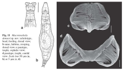 Macrotrachela donneri