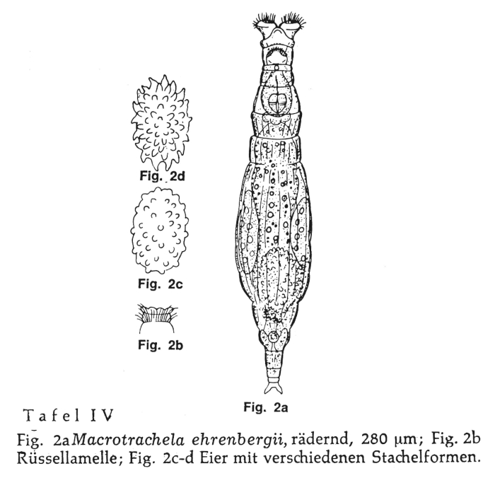 Macrotrachela ehrenbergii Macrotrachela ehrenbergii