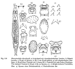 Macrotrachela ehrenbergii