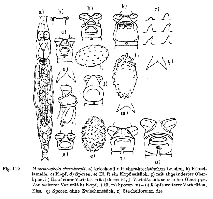 Macrotrachela ehrenbergii Macrotrachela ehrenbergii
