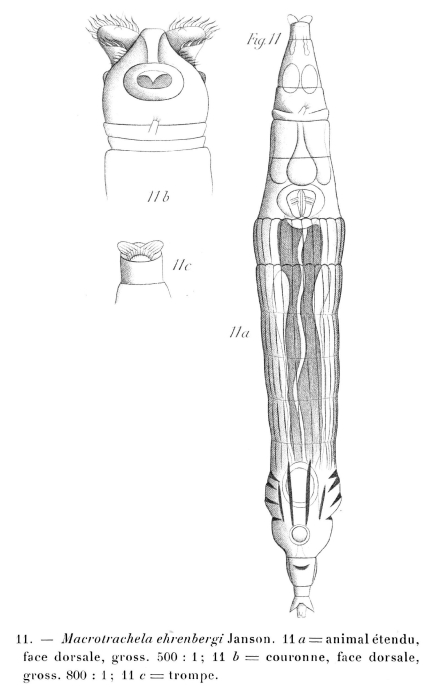 Macrotrachela ehrenbergii Macrotrachela ehrenbergii