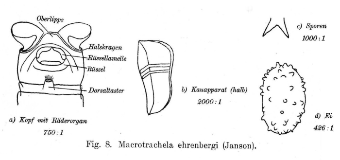 Macrotrachela ehrenbergii Macrotrachela ehrenbergii