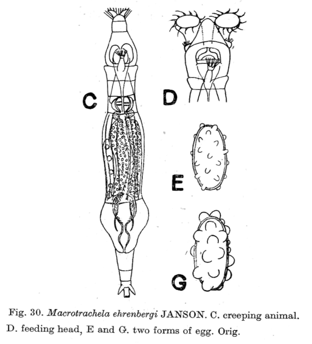 Macrotrachela ehrenbergii Macrotrachela ehrenbergii