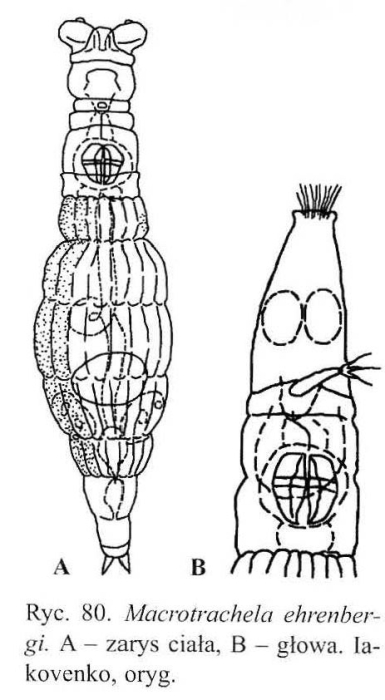 Macrotrachela ehrenbergii Macrotrachela ehrenbergii