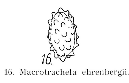 Macrotrachela ehrenbergii Macrotrachela ehrenbergii