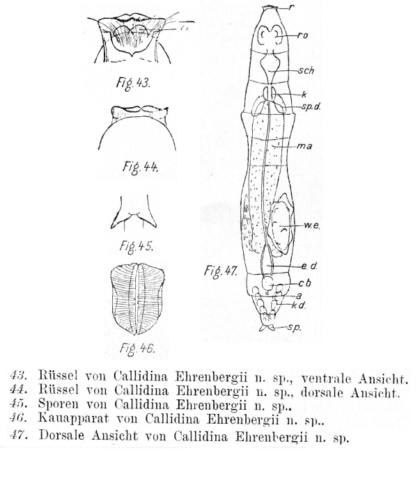Macrotrachela ehrenbergii Macrotrachela ehrenbergii