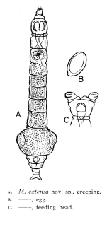 Macrotrachela extensa - Original description image