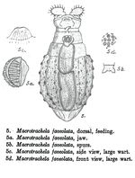 Macrotrachela faveolata - Original description image