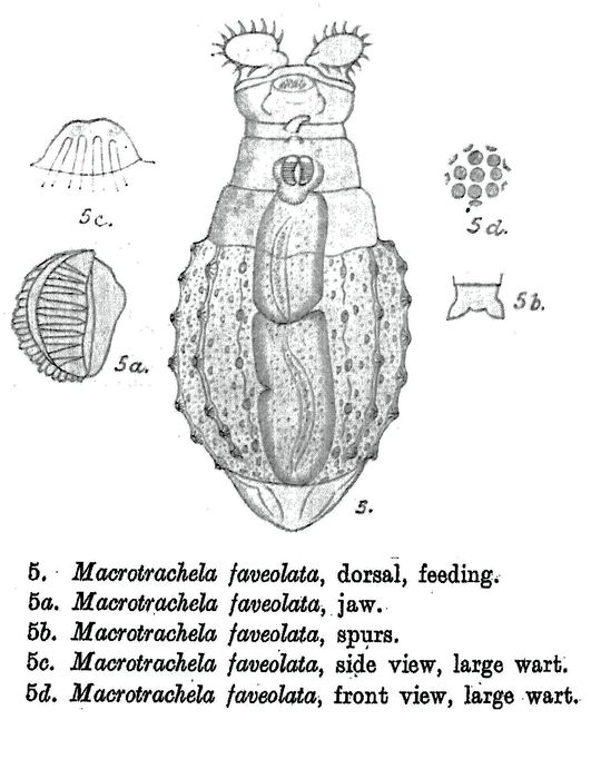 Macrotrachela faveolata - Original description image