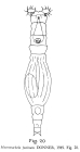 Macrotrachela festinans