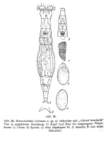 Macrotrachela festinans - Original description image