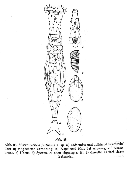Macrotrachela festinans - Original description image