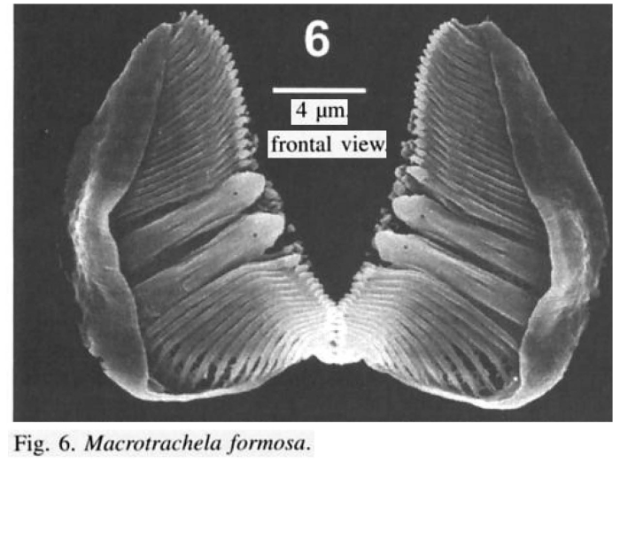 Macrotrachela formosa Macrotrachela formosa