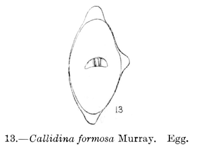 Macrotrachela formosa Macrotrachela formosa
