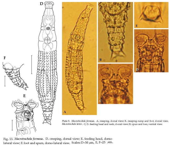 Macrotrachela formosa Macrotrachela formosa