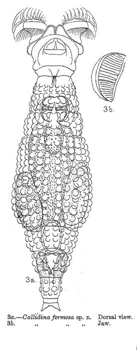 Macrotrachela formosa - Original description image