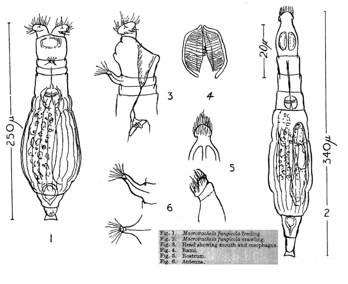 Macrotrachela fungicola - Original description image