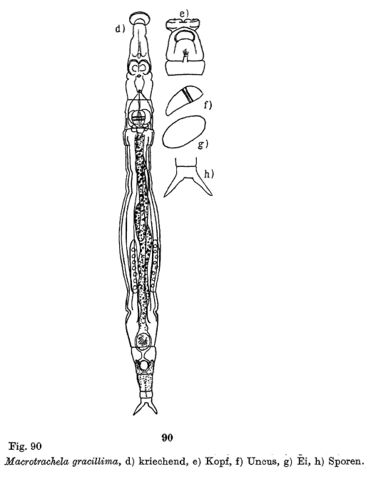 Macrotrachela gracillima Macrotrachela gracillima
