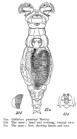 Macrotrachela gunningi - Original description image