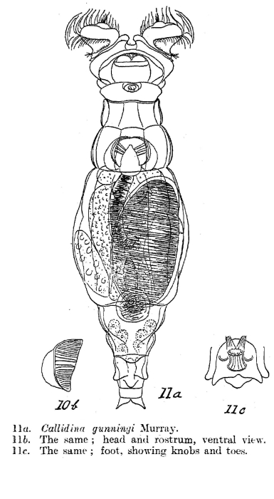 Macrotrachela gunningi - Original description image