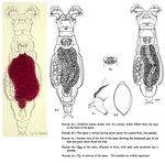 Macrotrachela habita