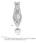 Macrotrachela habita