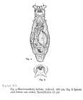 Macrotrachela habita