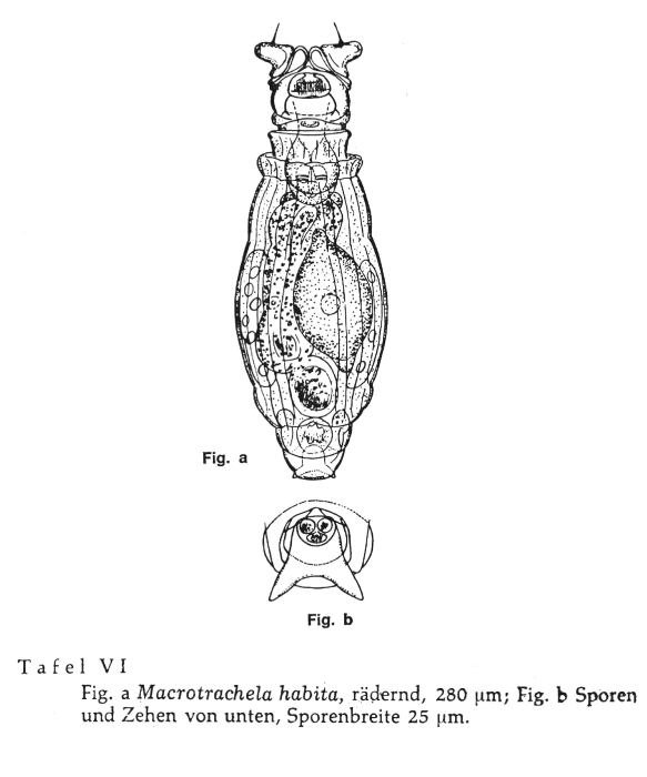Macrotrachela habita Macrotrachela habita