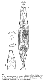 Macrotrachela habita